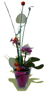 Pflanzen - Orchidee im Glas