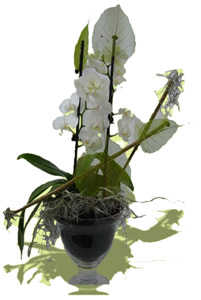 Pflanzen - Phalaenopsis natural im Glas