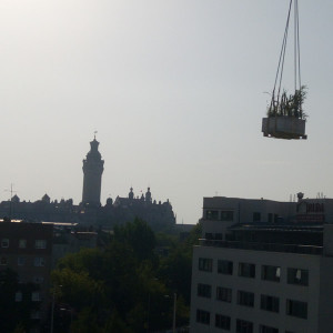 Terrassenbegrünung