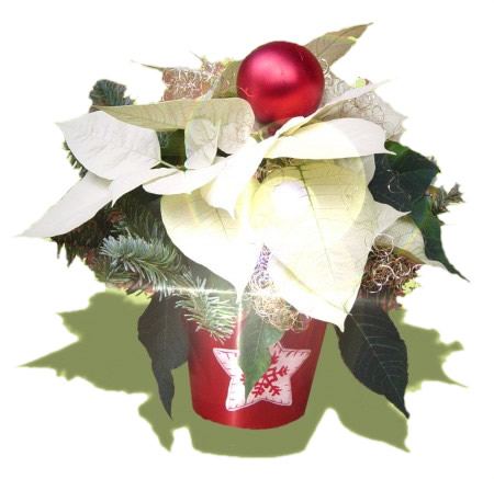 Weisser Weihnachtsstern Pflanzen Haedi Flor Meisterbetrieb Onlineshop