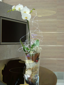 Pflanzen - Phalenopsis im Glas