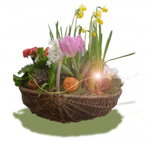 Pflanzen - Frühlingskorb