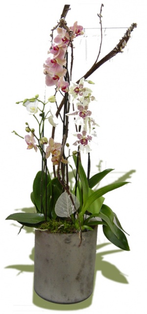 Pflanzen - Orchideearrangement