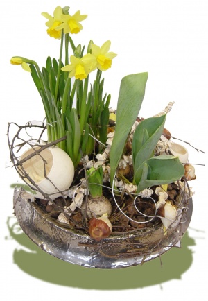Pflanzen - Frühlingserwachen