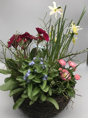 Pflanzen - Einpflanzung Frühling im Korb